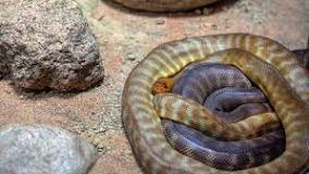 Sueños que matan: ¿Por qué soñar con serpientes?
