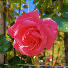 10 Rose rampicanti per il terrazzo o balcone - MondoRose e Fiori