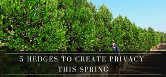 5 best hedges of spring for texas