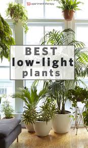 8 Houseplants That Can Survive Urban Apartments Low Light