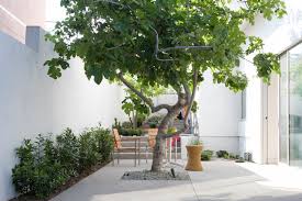 Most trees reach ultimately at least 23ft (7m) tall and although most garden trees attain 30ft (10m) or more at maturity, there are many examples that stay smaller, in all shapes and sizes, evergreen and deciduous. 10 Great Small Trees For Courtyards Houzz Au