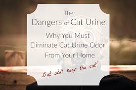 why you must eliminate cat urine odor
