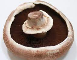 portobello mushroom nutrient