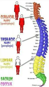 Color Coded Spine Chart Clinical Exercise Physiology