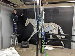 Lifesize Equine Anatomical Wall Decals