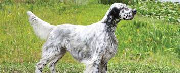 45 to 80 pounds life span: English Setter Dog Breed Profile Petfinder