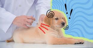 is heartworm treatment painful for dogs