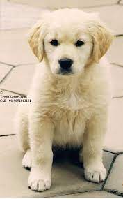 golden retriever puppy dog