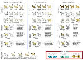 Colourpoint Chart Cat Colors Tonkinese Cats