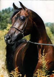 تصاوير خيول عربية اصيلة اعمار والوان مختلفة منتديات سنابل الضفتين Images?q=tbn:ANd9GcQoMb6xsdBwAd4gwQHPA8xEz97m7vNsSvLmaslE381NKrL-_gtf