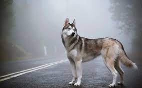 siberian huskies wallpapers 86 images