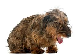 Bronchite nel cane: Sintomi, diagnosi e cura