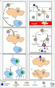 Im arbeitsblatt 1 wählst du selber die zeiten, im 2. Arbeitsblatt 4b Unser Immunsystem