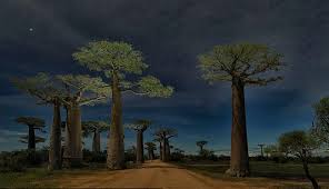 عمرها 3000 عام شجرة الحياة في إفريقيا تحتضر بس