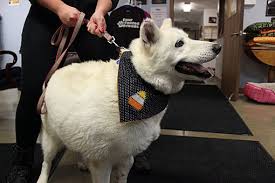 Our adoption contract requires adopters to keep newly adopted animals separate from resident pets for at least a week, to provide time for decompression. Indiana Pa Siberian Husky Meet Liz A Pet For Adoption