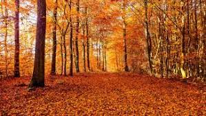 Autumnal Equinox 2022: First Day of Fall | Facts, Folklore & More | The Old Farmer's Almanac