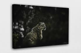 Buy A Snow Leopard Canvas Wall Art
