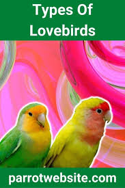 9 types of lovebirds with photos