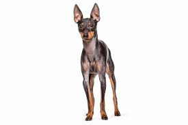english toy terrier character t care