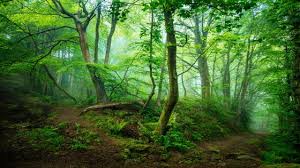 green forest wallpapers backiee