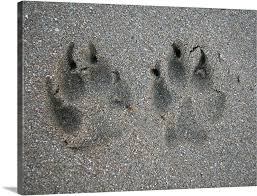 Tracks Of Dog In Sand Paw Print