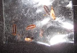 what are the signs of carpet beetles