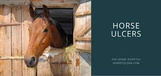 horse ulcers equine gastric ulcers
