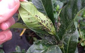 how to get rid of aphids kings plant