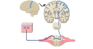 somatic nervous system pathways