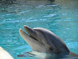 dolphin habitat at the mirage
