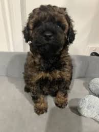 toy poodle in central coast nsw region