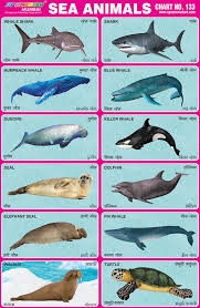Spectrum Educational Charts Chart 133 Sea Animals