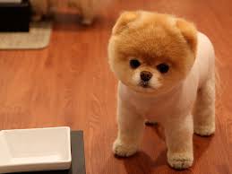 cute pomeranian dog small dogs hd