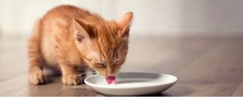 Can cats drink buttermilk?