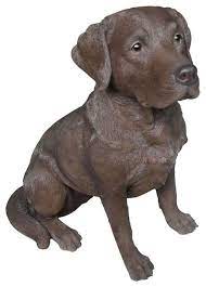 Chocolate Labrador Retriever Dog Garden
