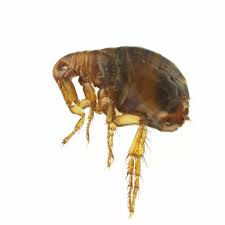 types of fleas in new zealand ajet