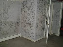 Mold In Your Basement Or Crawlspace