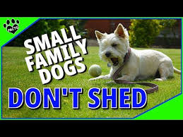 family dogs that don t shed