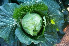 closeup fresh cabbage from the