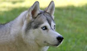 siberian husky dog at rs 35 000 1 in