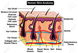 Human Body Skin Anatomy Diagram Infographic Chart Figure With