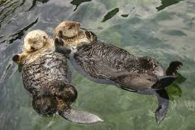 sea otter wallpaper 55 pictures