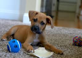 what are the best puppy chew toys