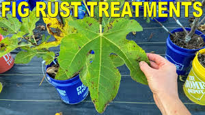 fig rust causes and fig rust treatment