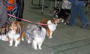 See more ideas about puppies, sheltie dogs, sheltie. Minnesota Sheltie Rescue No Dog About It Blog Page 3