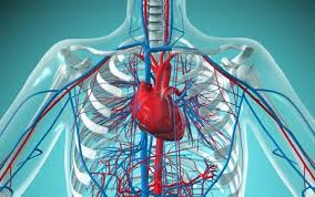 Image result for picture of heart