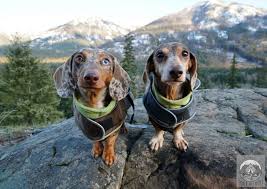 Best Coats For Dachshunds That Fit