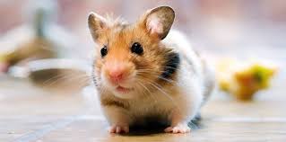 A hamster's teeth never stop growing! Stop Hamster Time 19 Cute Hamster Facts The Fact Site