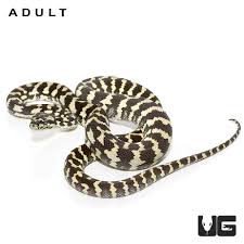 baby jungle carpet pythons morelia