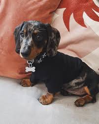 Get your dog insurance quote today! Reddit Meet Rolo Dachshunds In 2021 Dachshund Breed Dachshund Puppies Dachshund